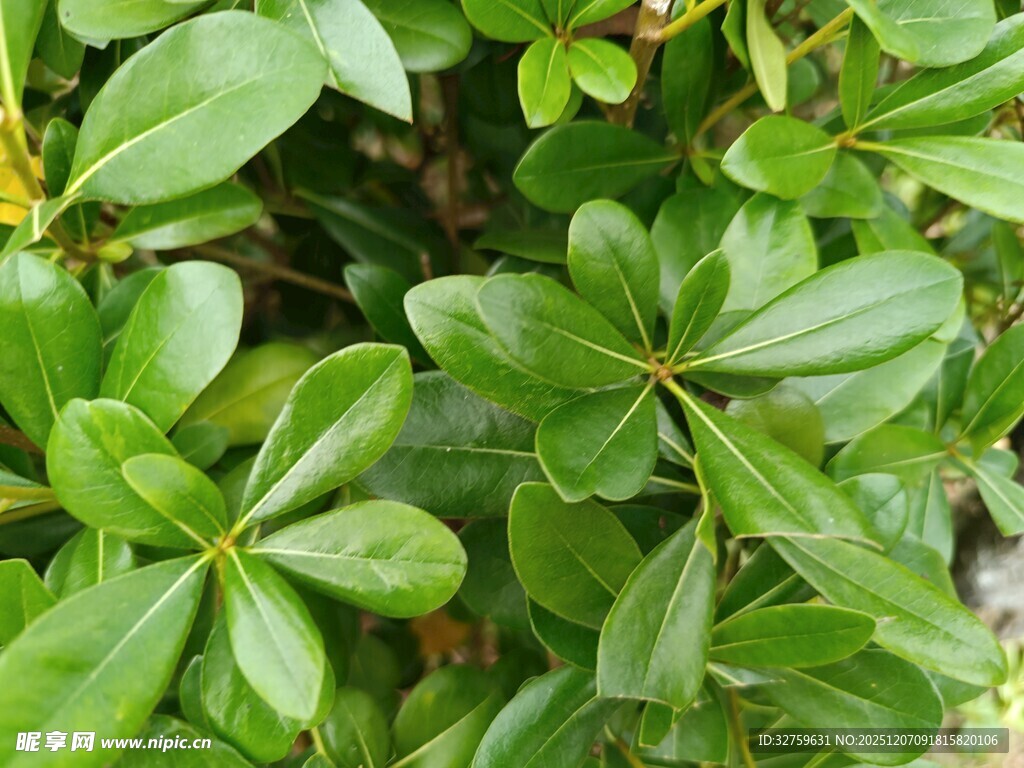 翠绿叶片的植物特写