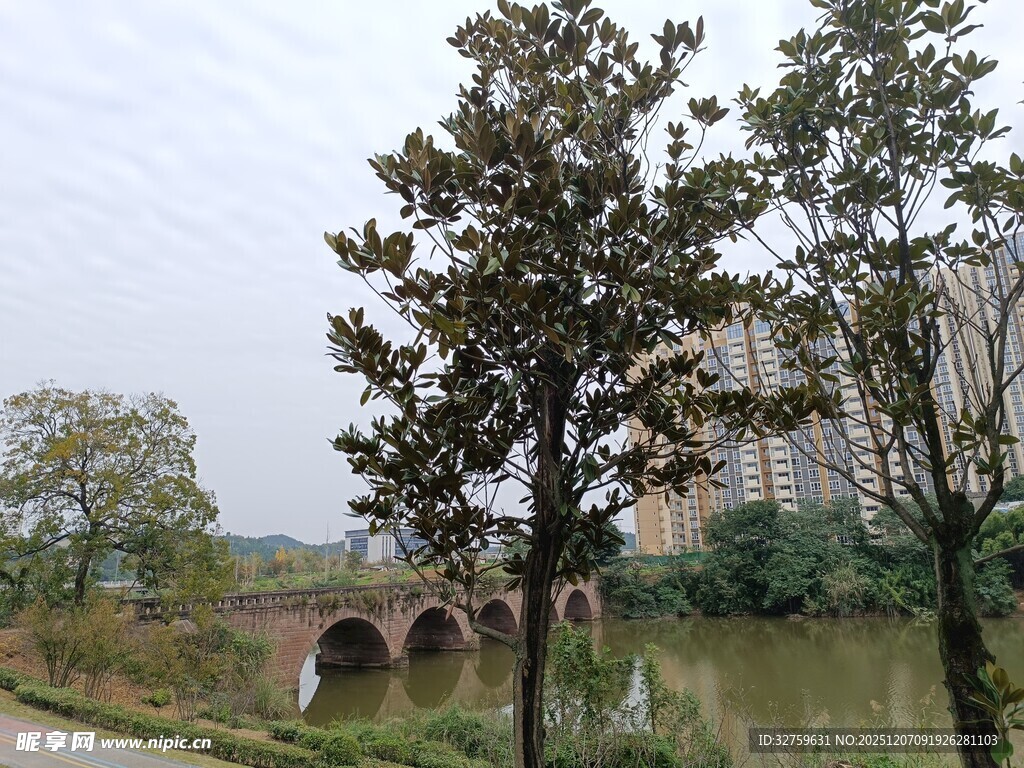 河畔石桥旁的葱郁树木