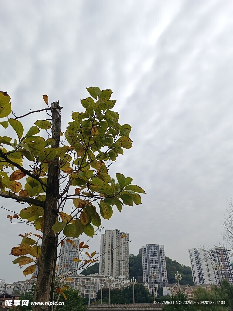 城市中独株树与高楼景象