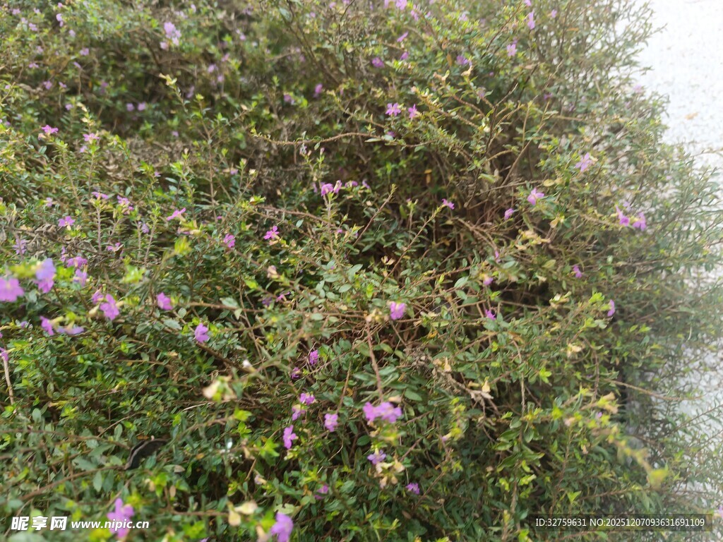 繁茂花丛中的紫色小花