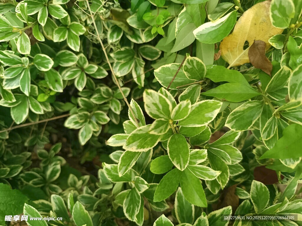 翠绿花叶植物特写