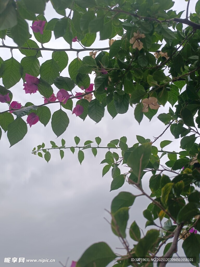 绿叶间绽放的娇艳三角梅