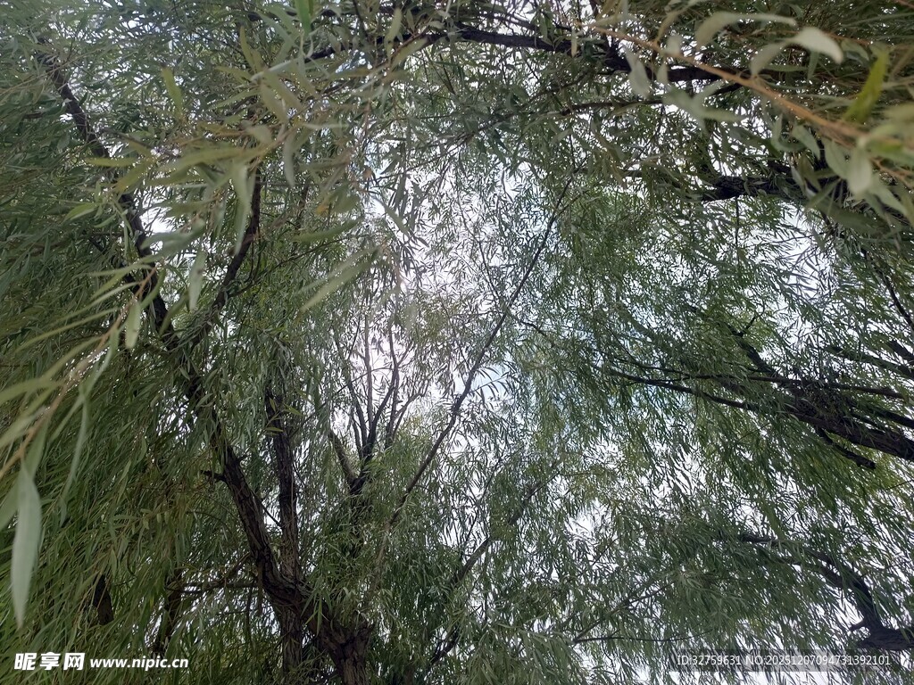 阳光洒落茂密枝叶间