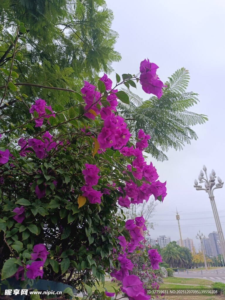 绽放的紫色三角梅景观