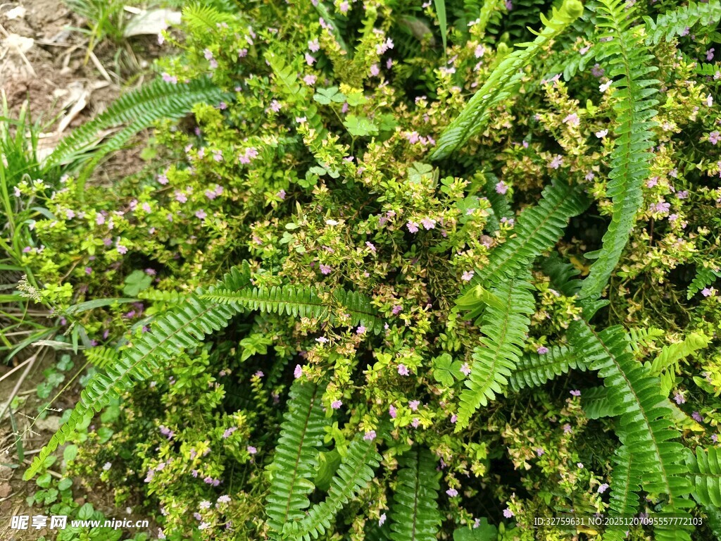 绿色繁茂植物特写