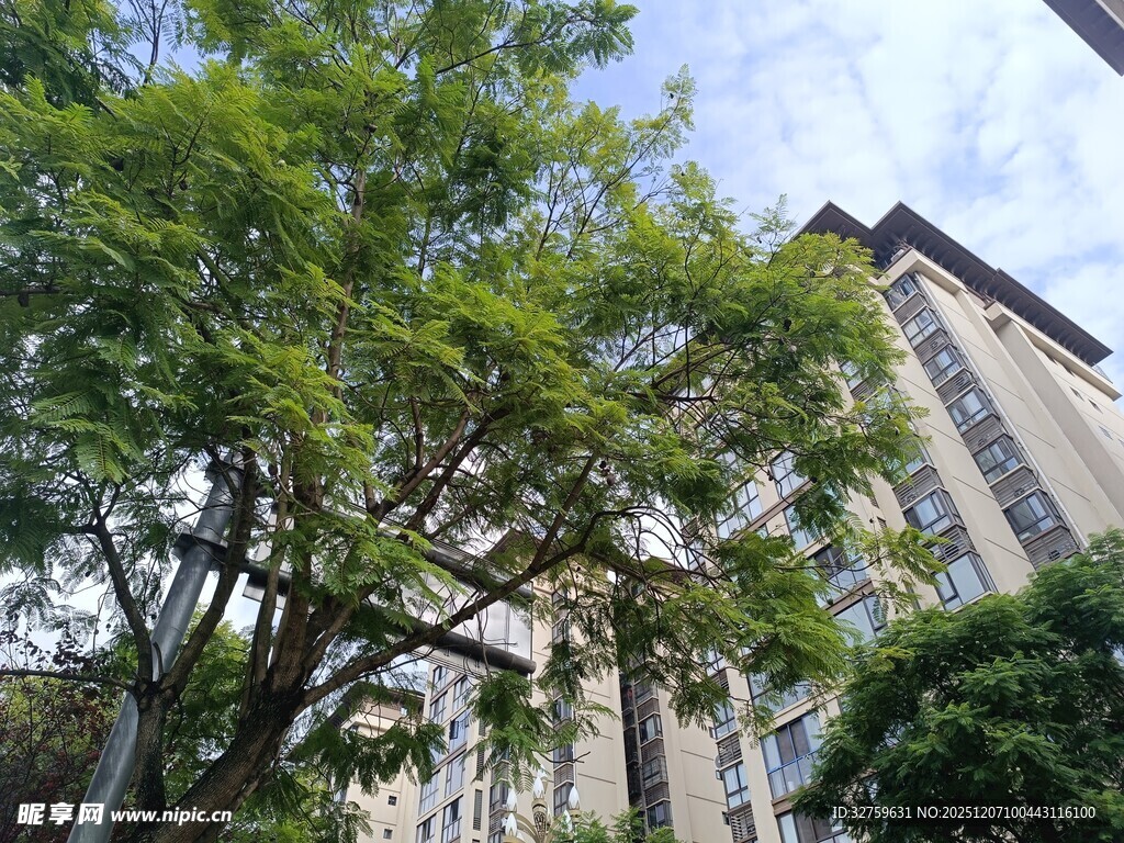 绿树掩映下的高楼建筑