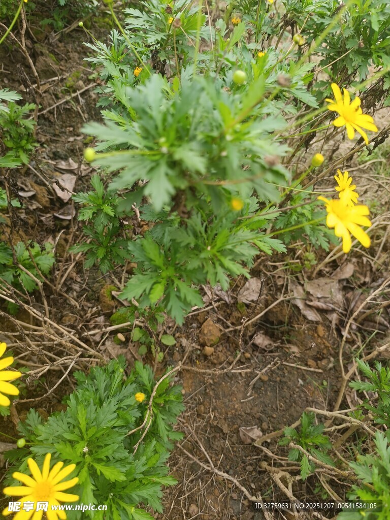 地面绽放的黄色小花
