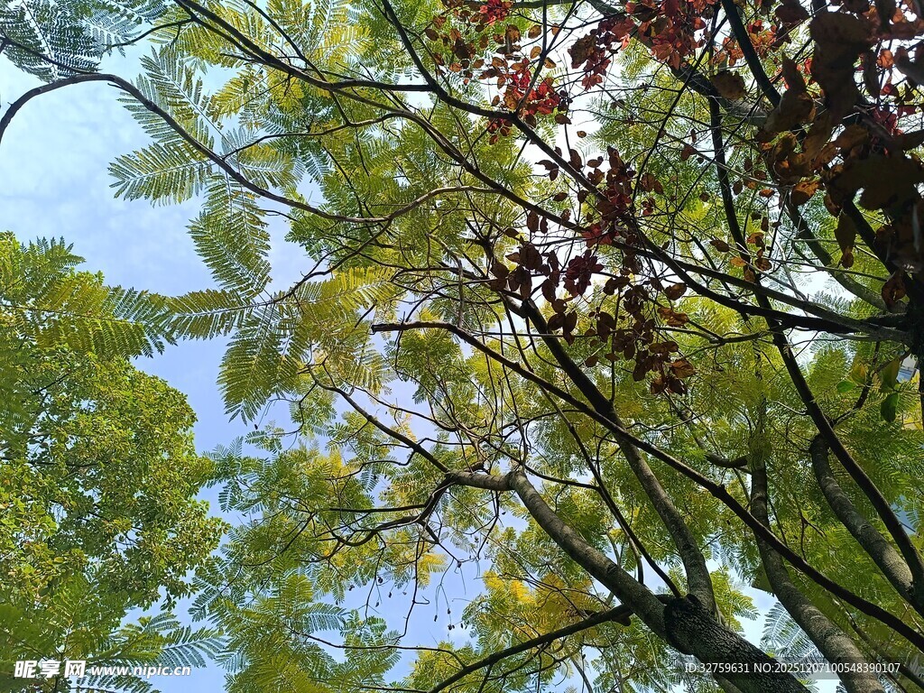 仰视繁茂枝叶与蓝天