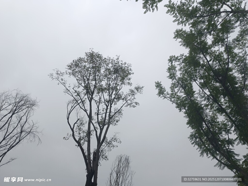 阴天里的枯树与绿树