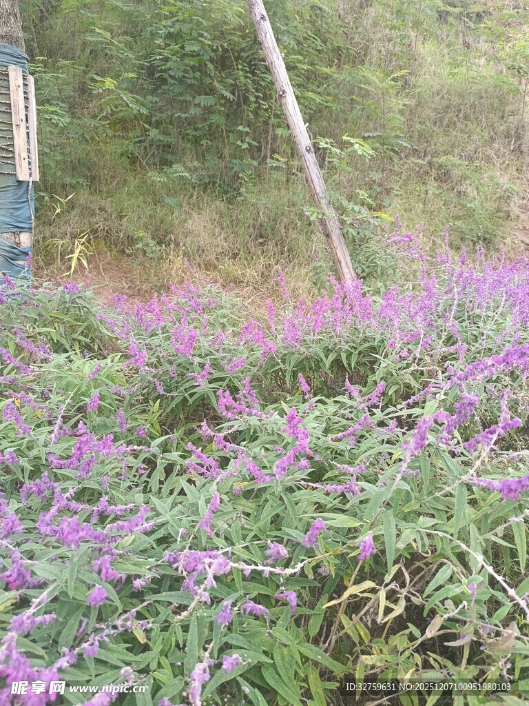紫色花丛中的自然景致