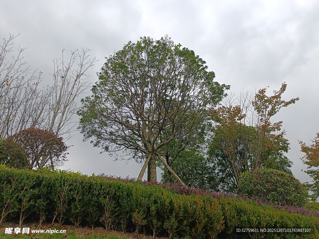 园林景观中的葱郁树木