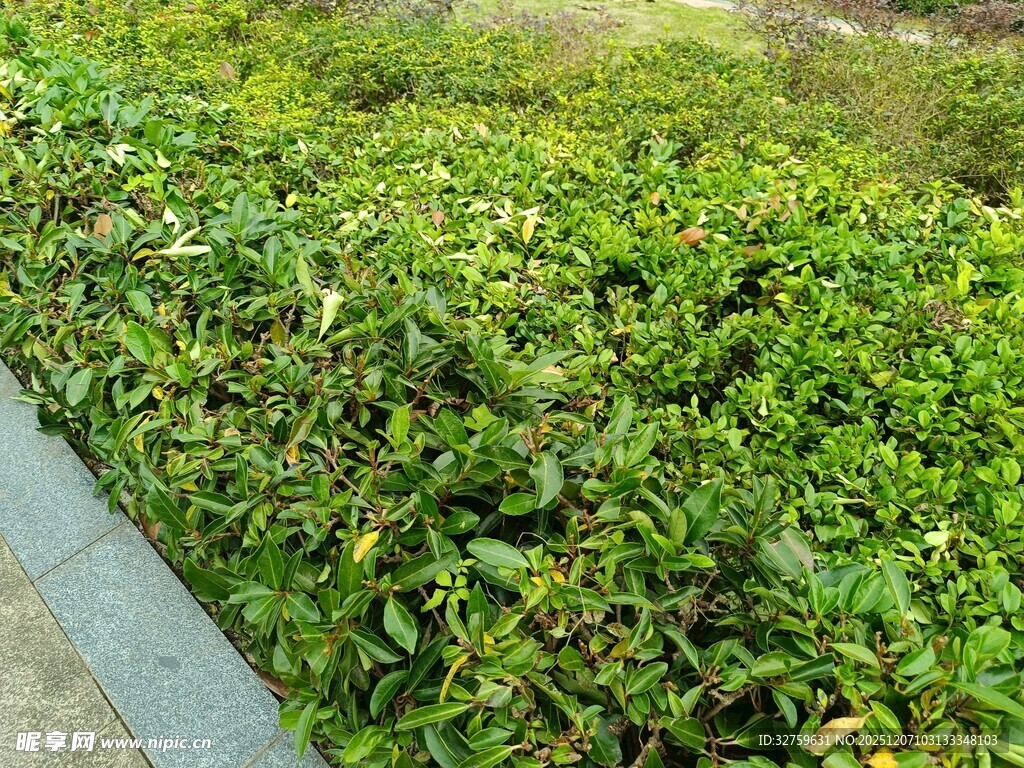 路边翠绿繁茂的灌木丛