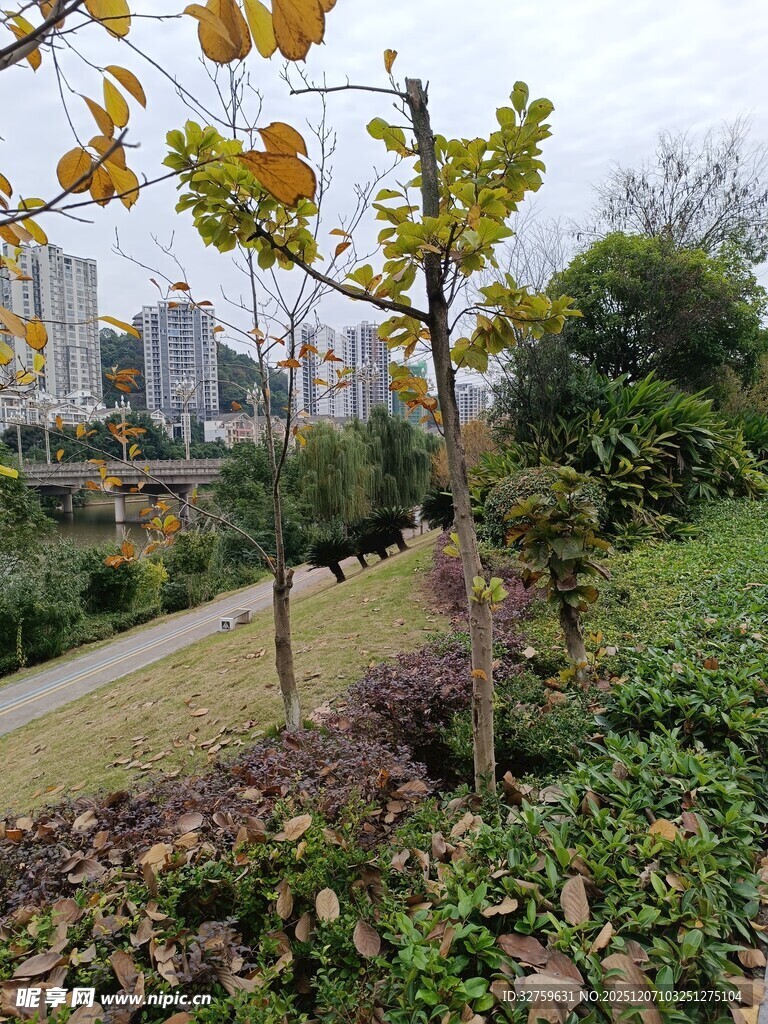 城市公园中的绿植景致