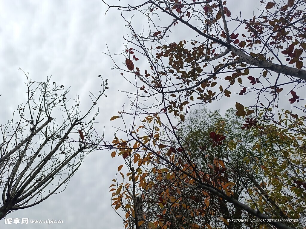 秋末树枝与阴沉天空