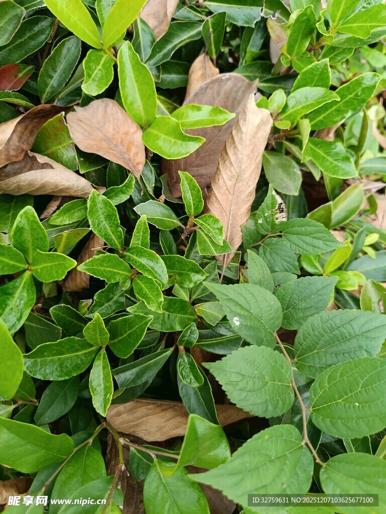 绿叶间的枯黄落叶