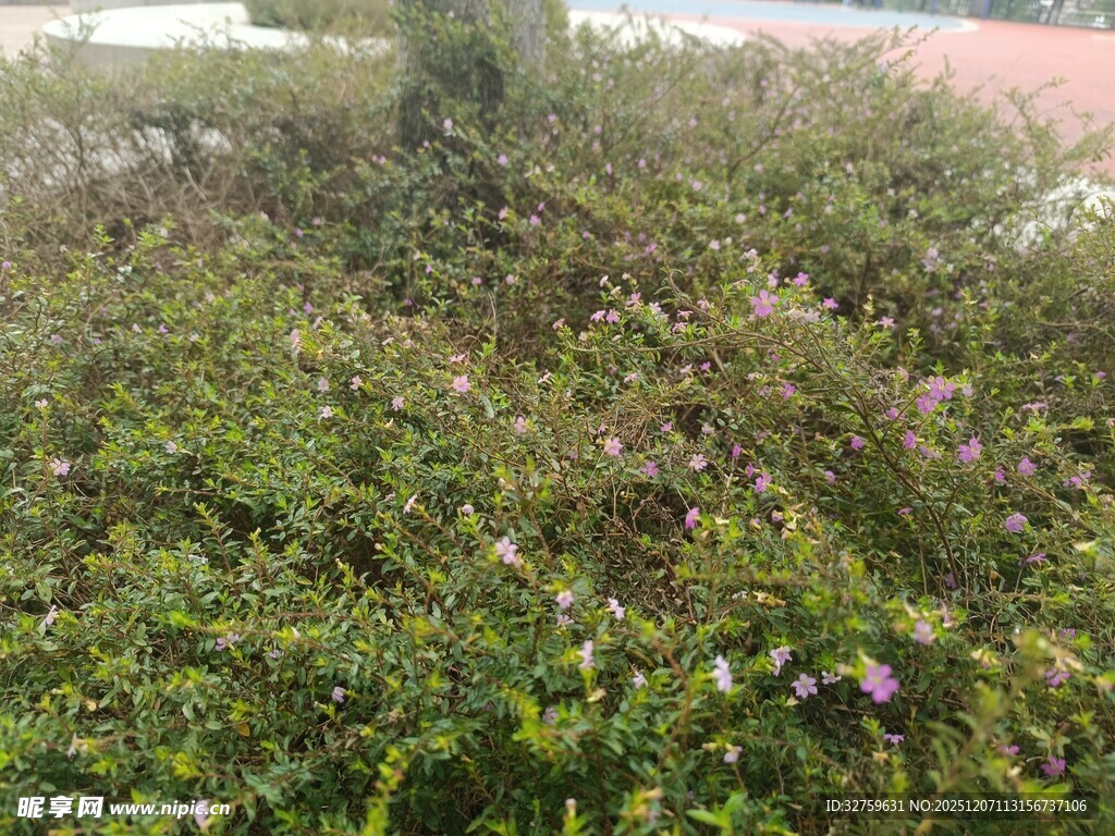 繁茂绿植中的零星花朵