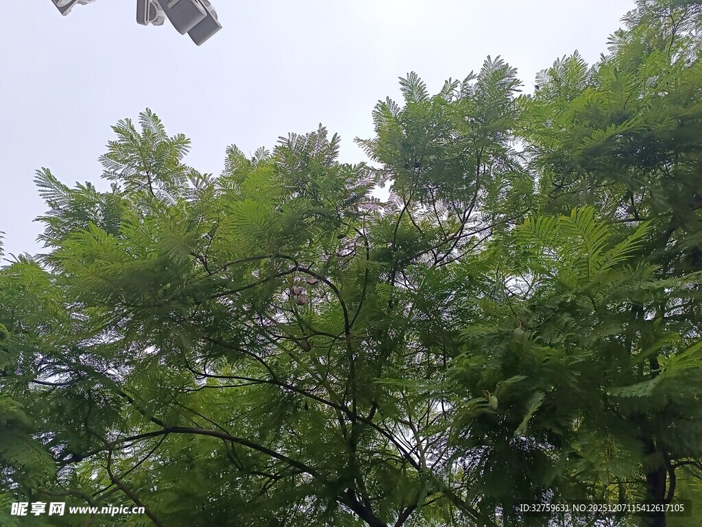 茂密绿树仰拍景象