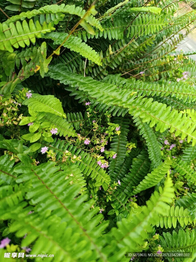 翠绿蕨类植物生机勃勃