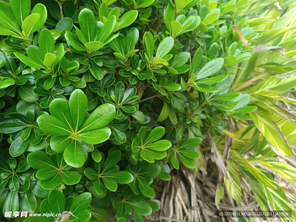 翠绿繁茂的海桐植物
