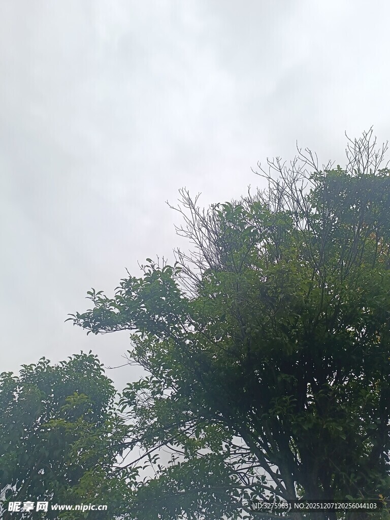 天空下的葱郁树木