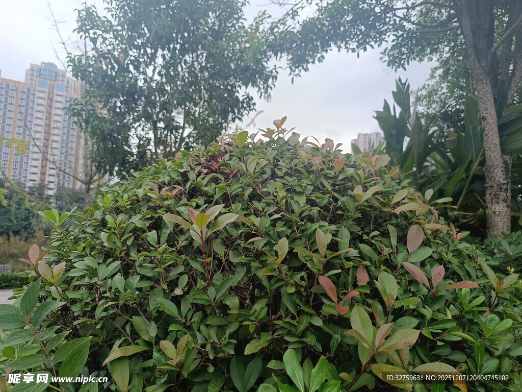 绿叶繁茂的园林植物景观