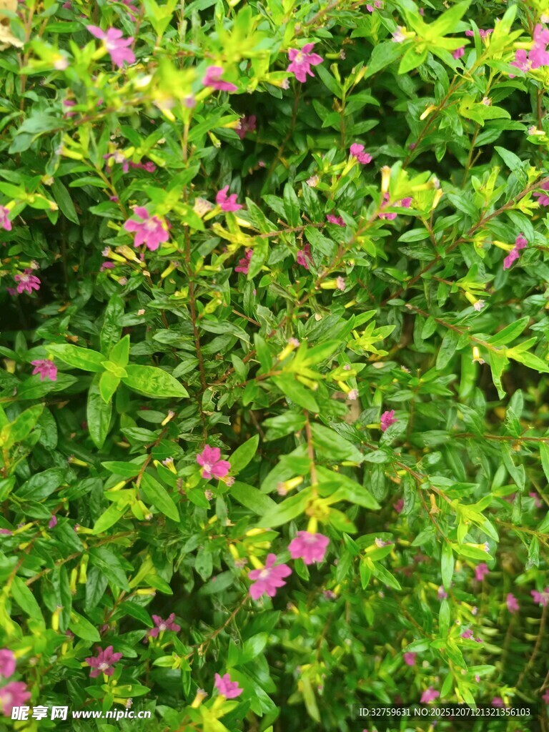 绿叶丛中绽放的粉色小花