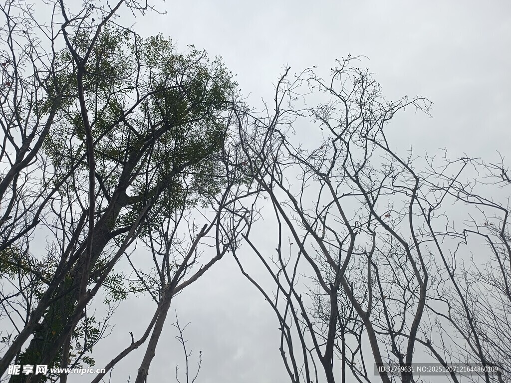 枯树与绿树交织的景象