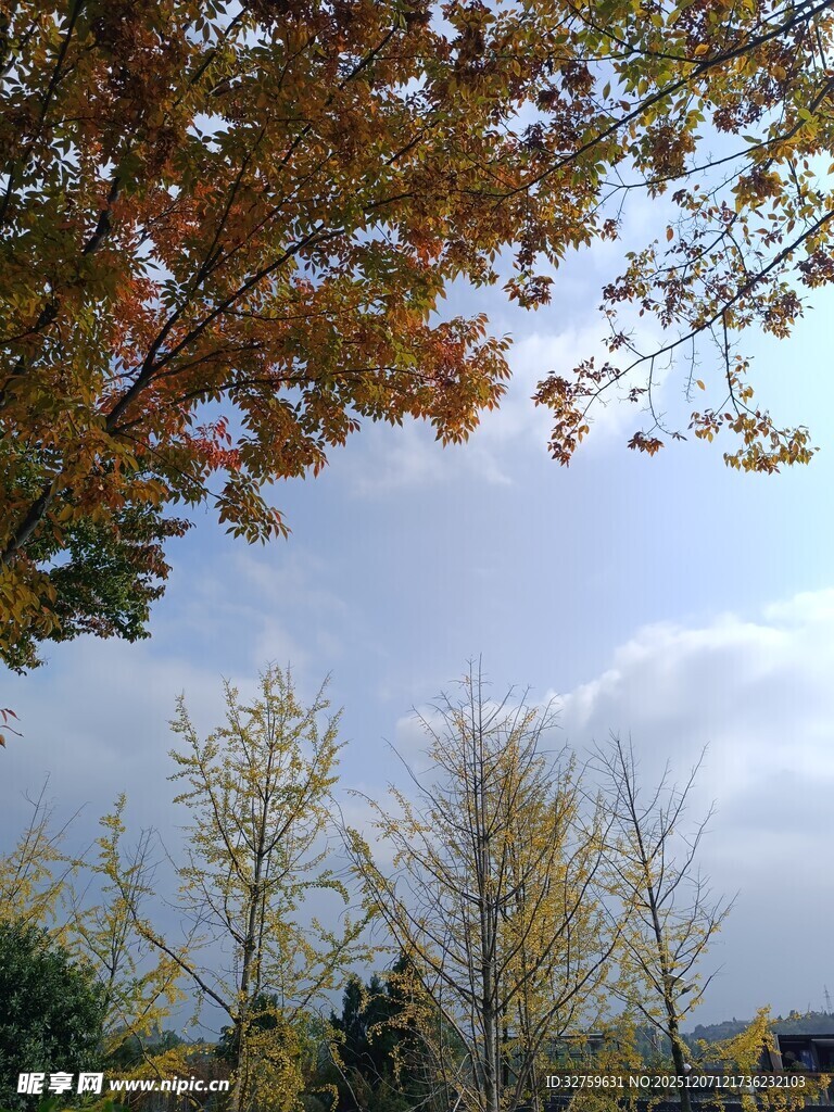 秋日树梢与朦胧天空