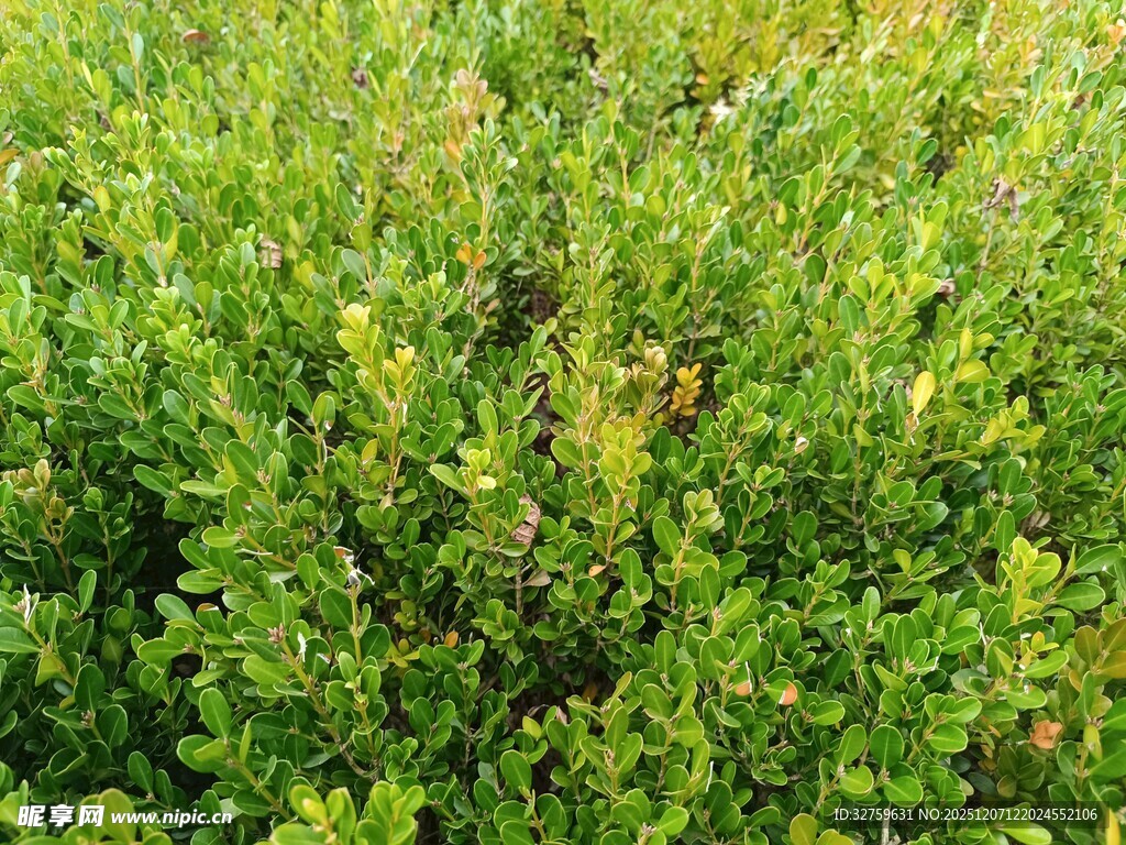 翠绿繁茂的灌木丛景观