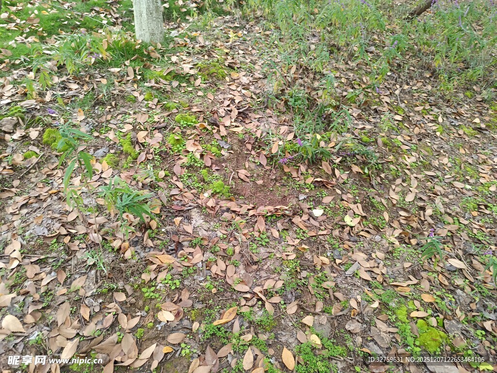 地面枯叶与杂草景象