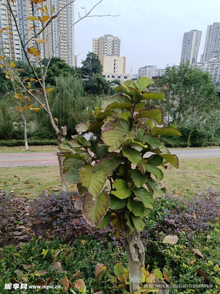 城市公园中的绿植小树