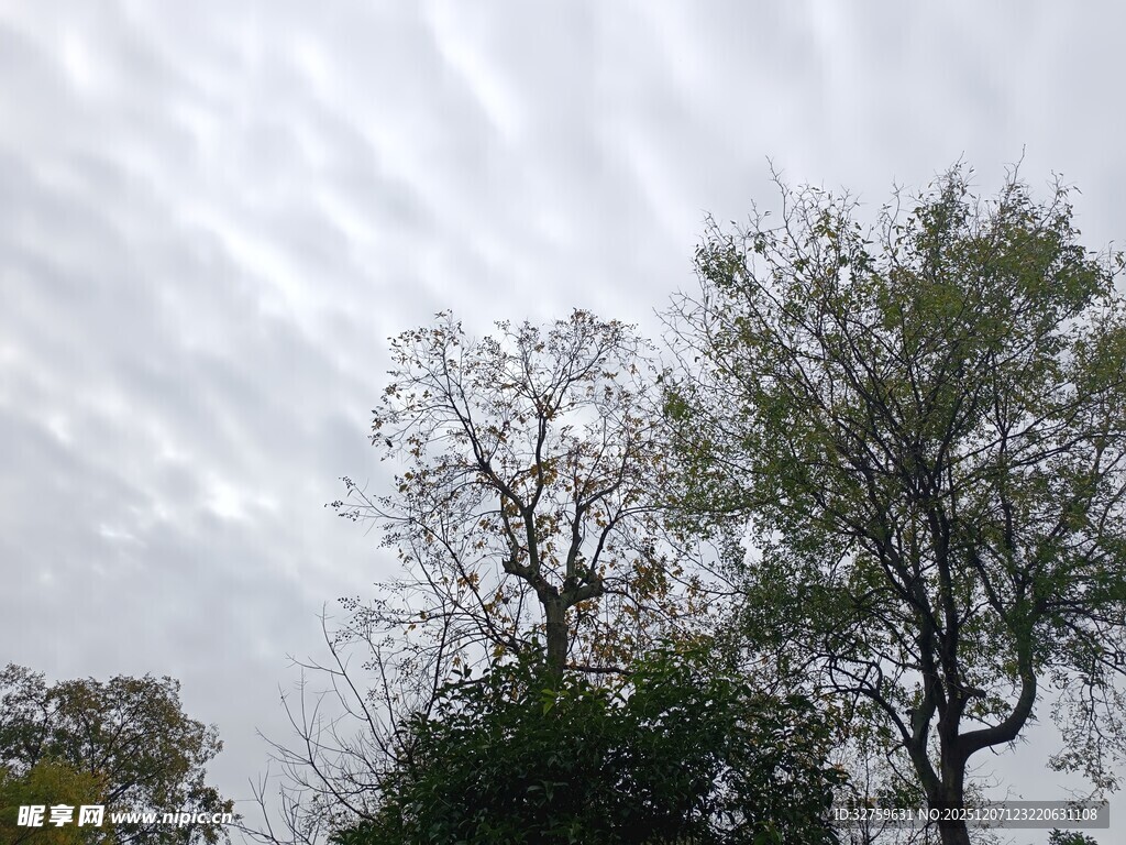 天空下的树木景观