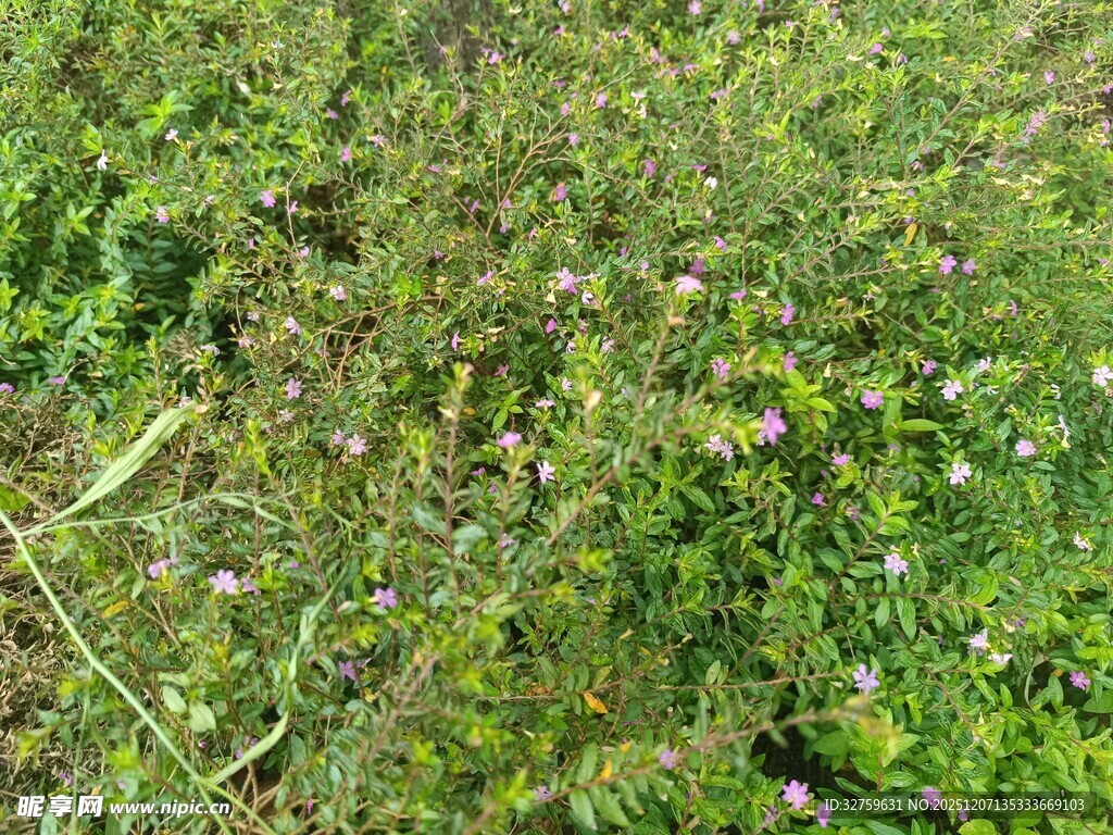 野外繁茂的绿色杂草景观