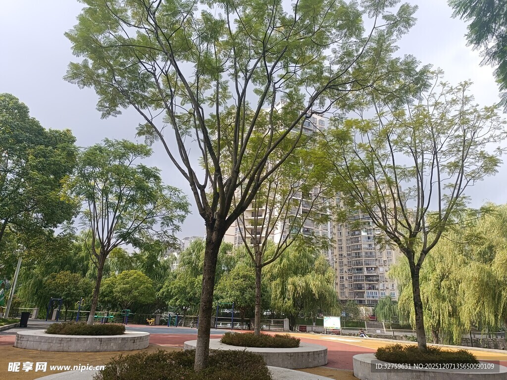 城市中的静谧绿树景观