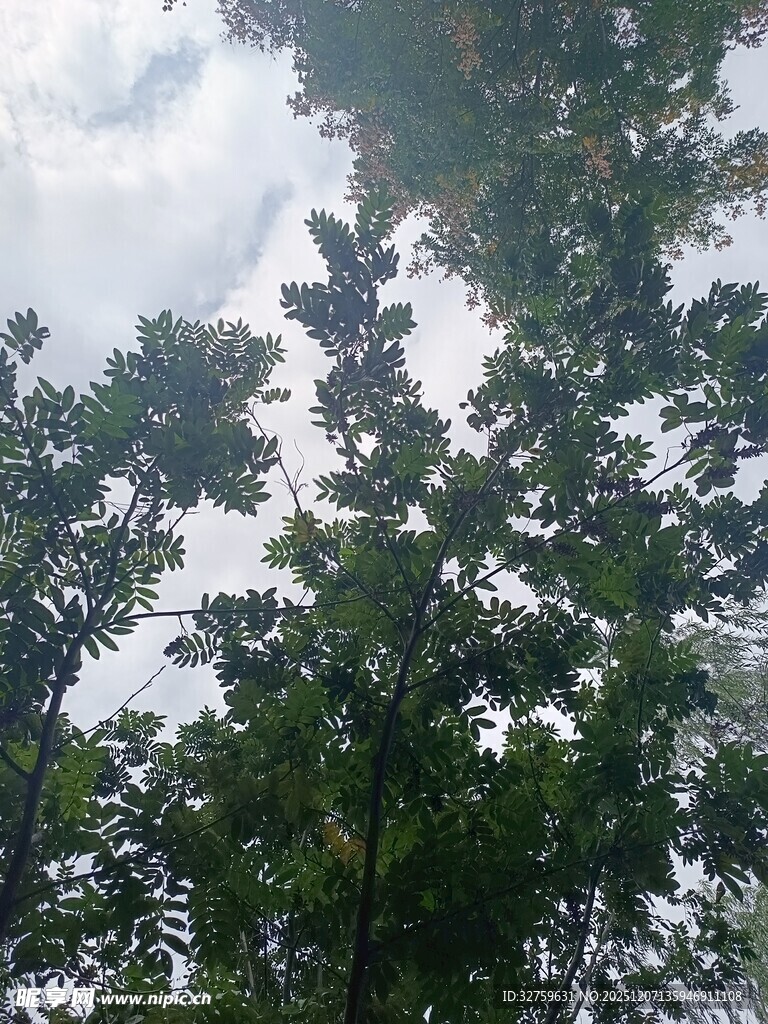 仰视绿树与天空的景致