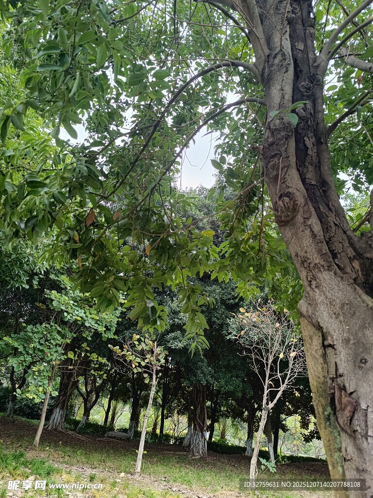 林间粗壮树木绿意盎然