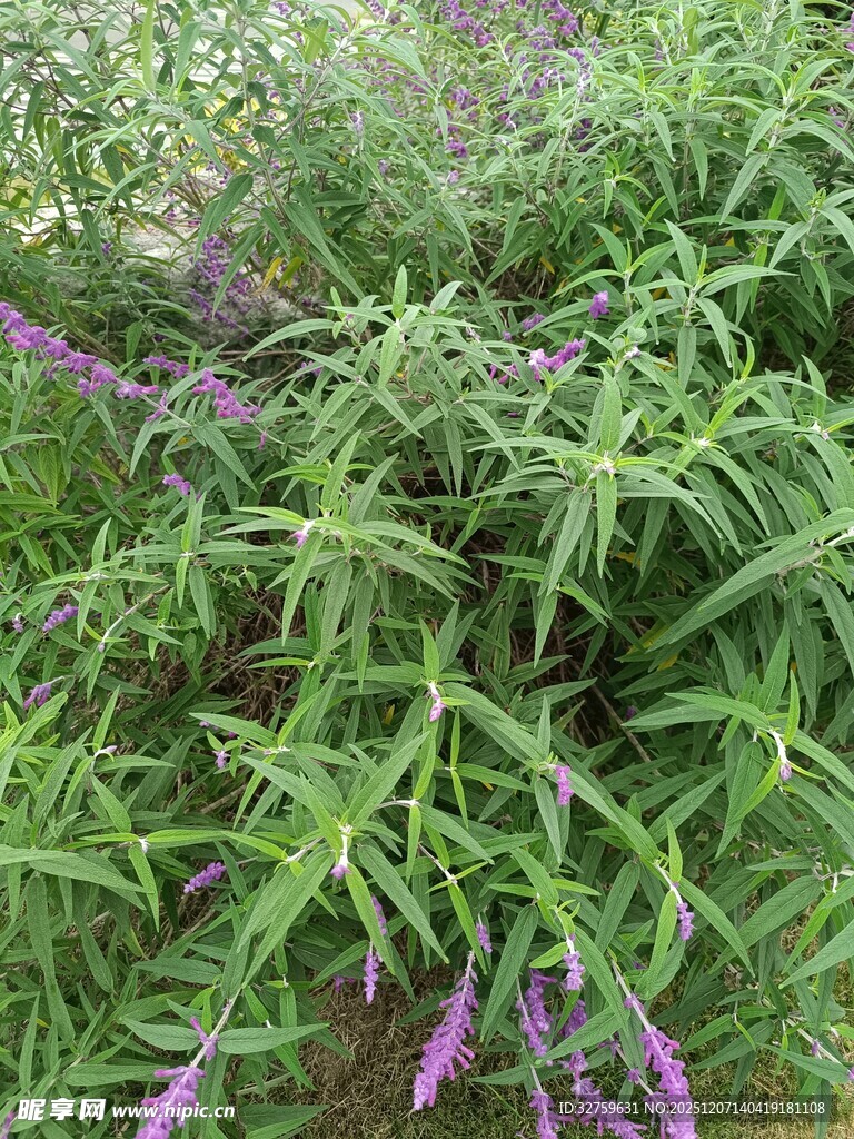 绿叶丛中的紫色花卉