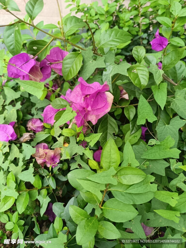 紫色喇叭花绽放绿叶间