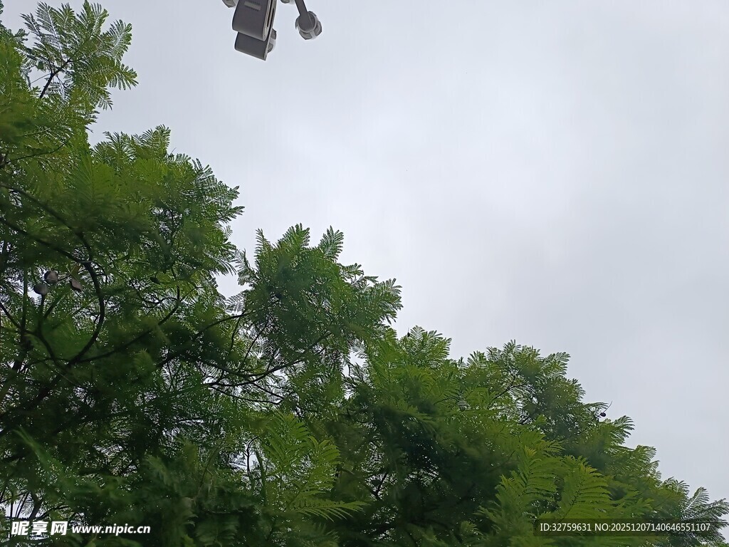 空中吊车穿越茂密绿树