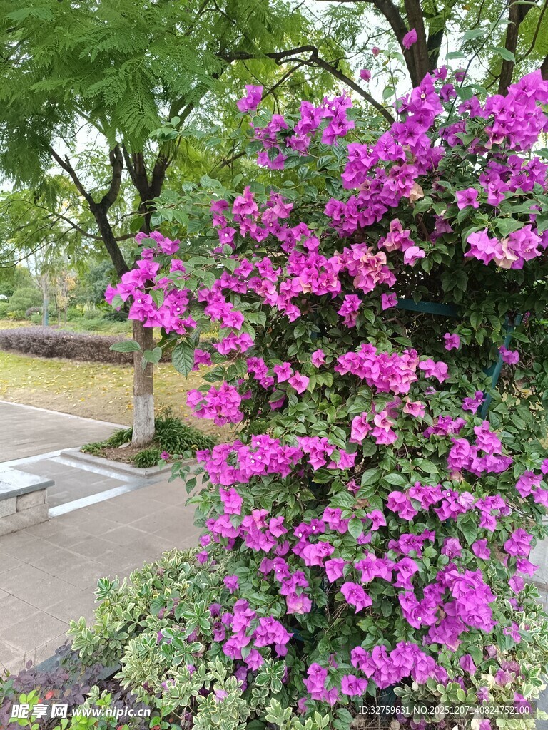 绽放的艳丽三角梅