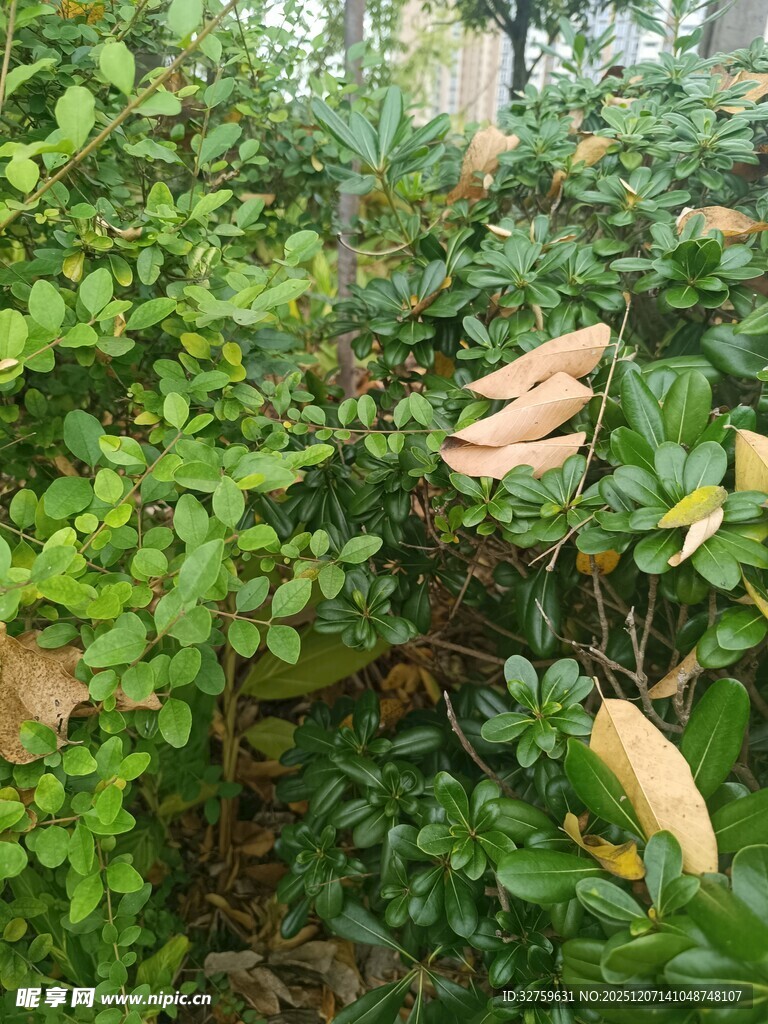 绿叶间的黄皮果实