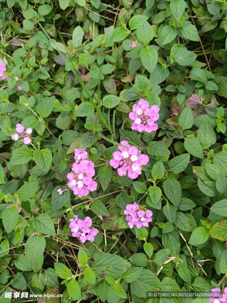 粉色小花绽放于绿叶间
