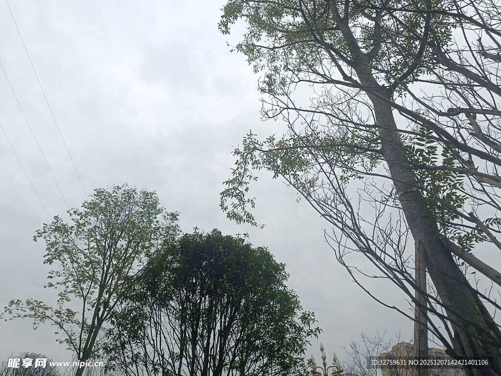 阴天里的树木景观