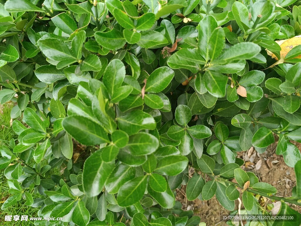 翠绿繁茂的灌木丛