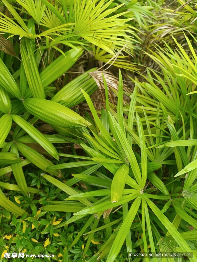翠绿繁茂的热带植物景观