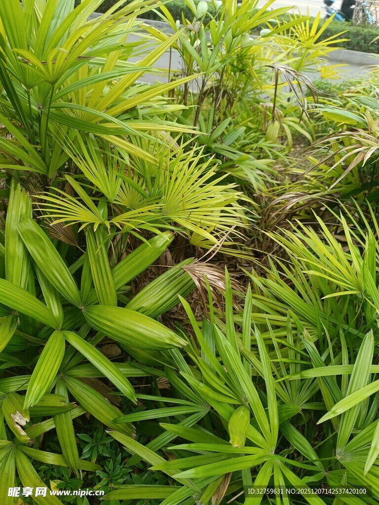 翠绿繁茂的热带植物景观