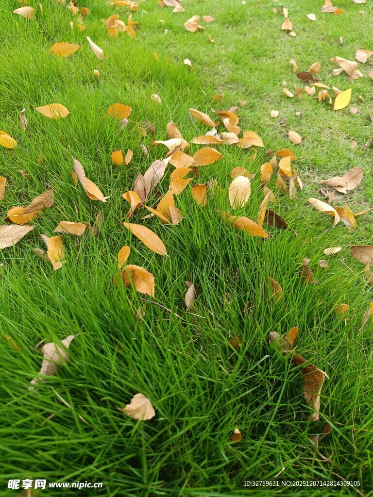 草地上的缤纷落叶