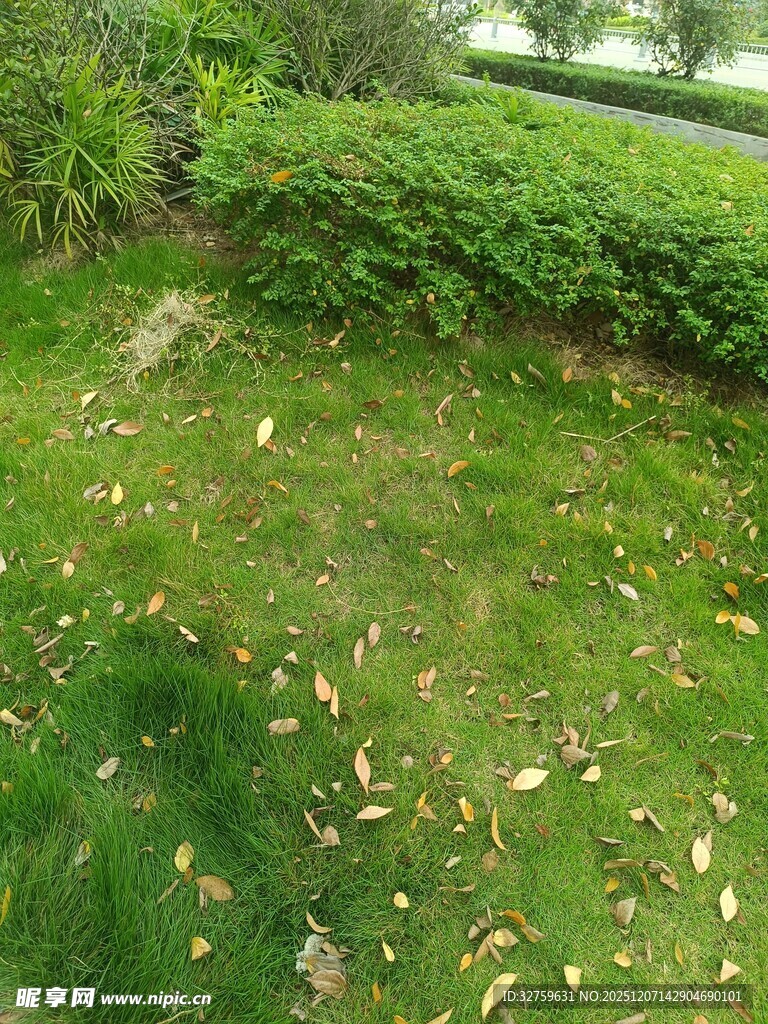 绿意盎然的草地与绿植