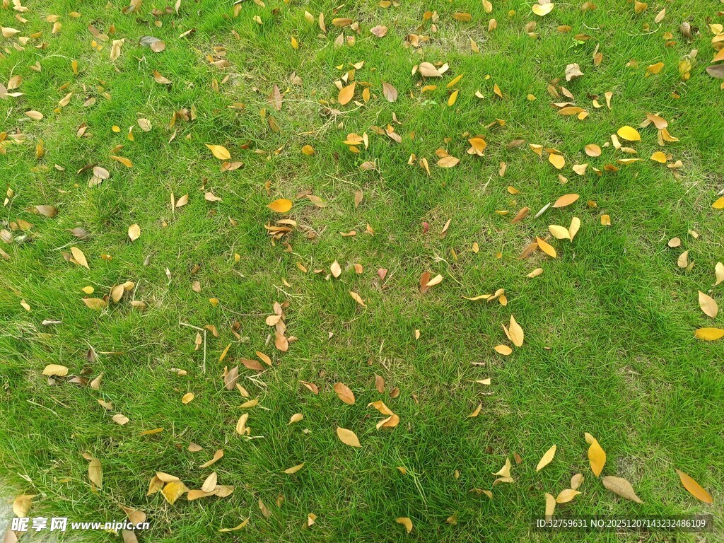 草地散落金黄秋叶