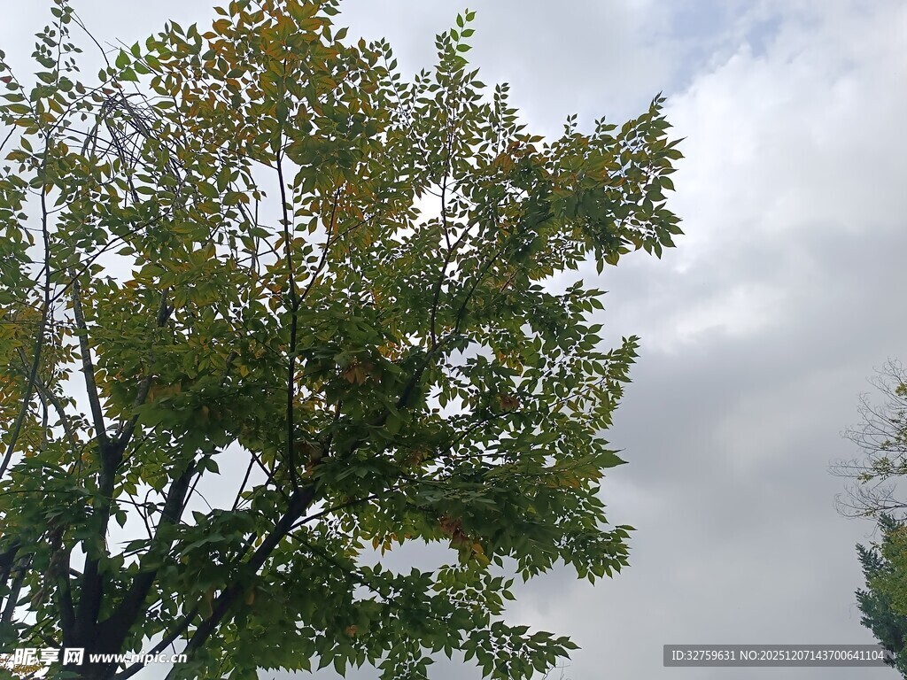 天空下的繁茂绿树